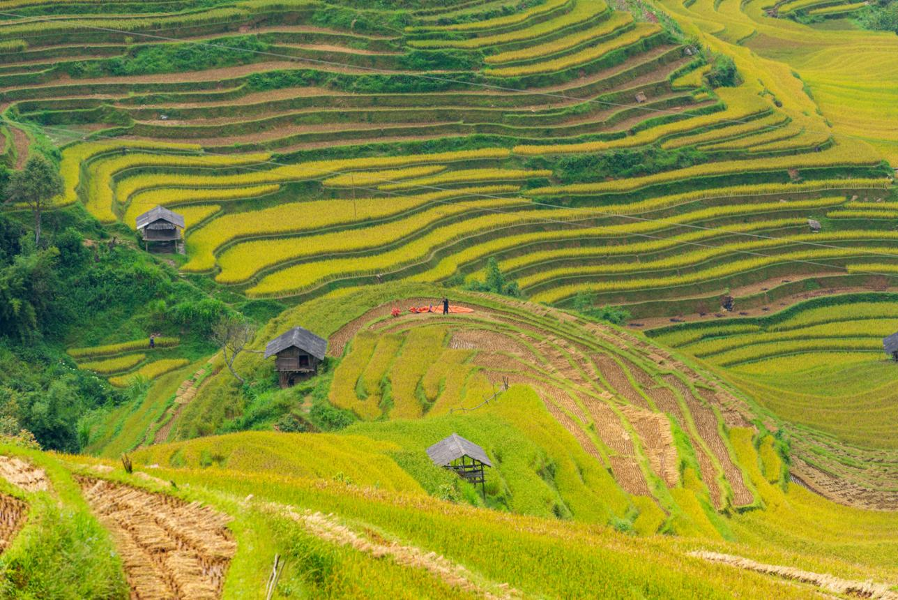 Terraced rice fields in Northern Vietnam