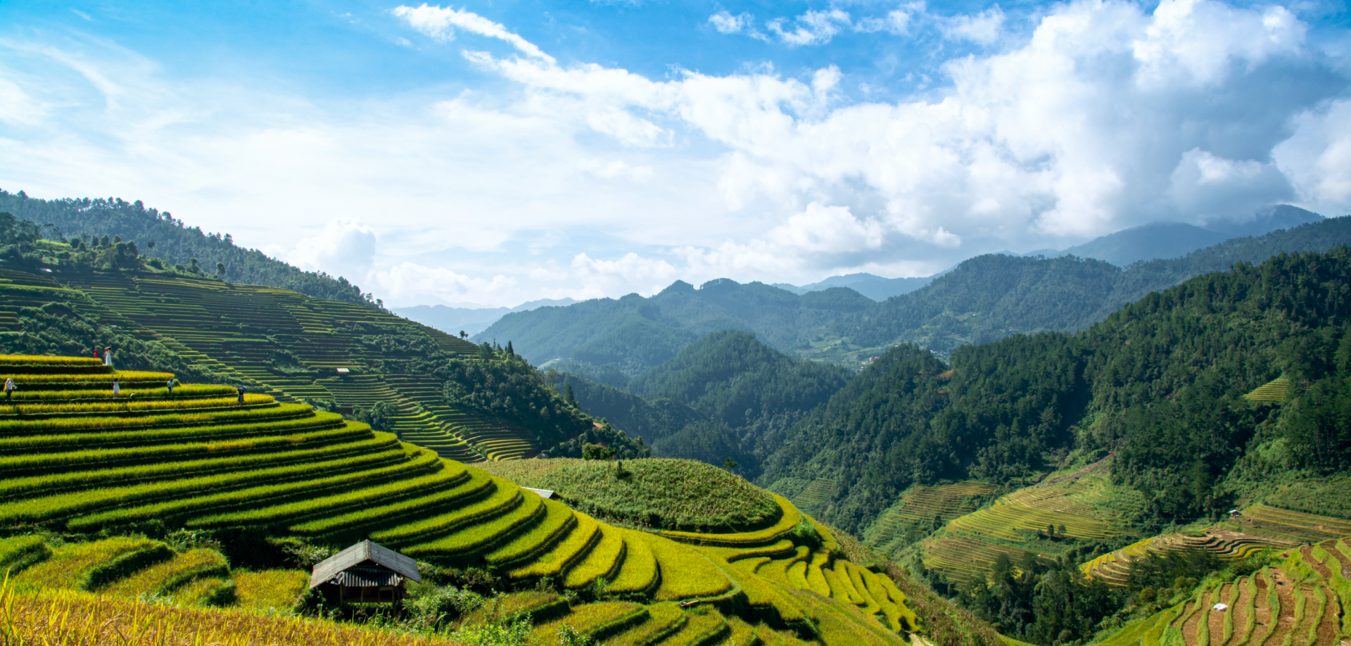 Sapa